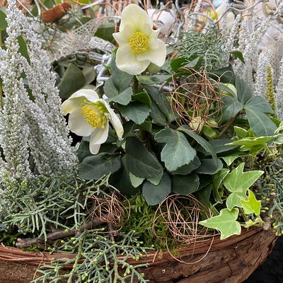 Christrose 'Christmas Carol' weiß, Topf-Ø 12 cm, 3er-Set Christrose 'Christmas Carol' weiß, Topf-Ø 12 cm, 3er-Set