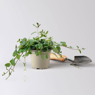 Pfefferminze, Kölle Bio, 12cm Topf, frisch aus unserer Bio-Gärtnerei