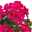 Geranie 'Villetta® Neon Rose' pink, hängend, Topf-Ø 13 cm, 6er-Set