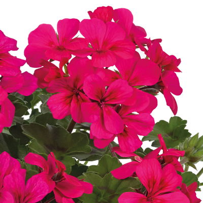 Geranie 'Rainbow Neon Purple', pink, hängend, Topf-Ø 13 cm, 6 Pflanzen Geranie 'Rainbow Neon Purple', pink, hängend, Topf-Ø 13 cm, 6 Pflanzen