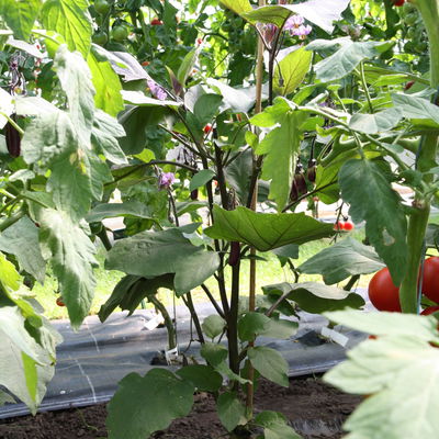 Blu Bio Aubergine 'Aubergine Super Mini F1',  Topf-Ø 12 cm, 6er-Set