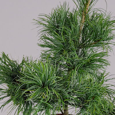 Mädchenkiefer 'Schoon´s Bonsai', Höhe 30-40 cm, Topf 4 Liter, 2er-Set Mädchenkiefer 'Schoon´s Bonsai', Höhe 30-40 cm, Topf 4 Liter, 2er-Set