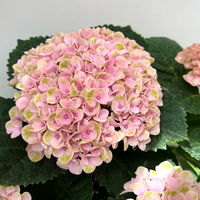 Hortensie 'Magical Revolution®' rosa, Topf-Ø 14 cm, H: 40 cm