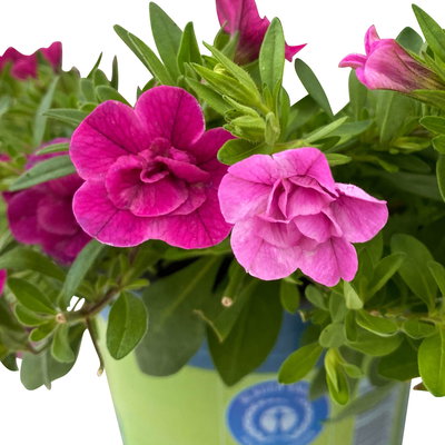 Zauberglöckchen 'Duo', Mix zufällig, Topf-Ø 14 cm, 4er-Set