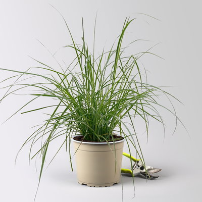 Buntes Lampenputzergras 'Sky Rocket', bunt, Topf-Ø 19 cm, 2 Pflanzen