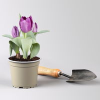 Pflanzen-Set Lila Frühlingsboten, 12 Pflanzen inkl. Erde