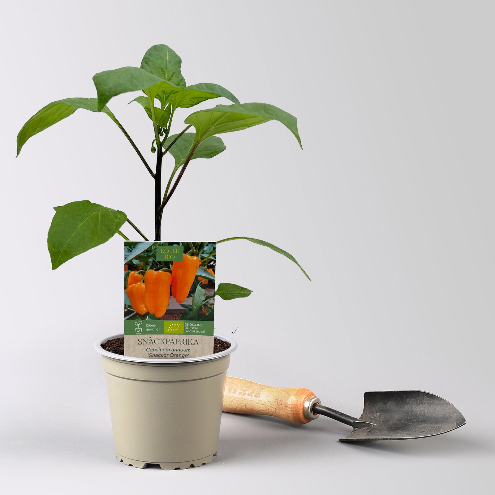 Bio Snackpaprika 'Snackor Orange', Topf-Ø 12 cm, 3 Pflanzen Bio Snackpaprika 'Snackor Orange', Topf-Ø 12 cm, 3 Pflanzen