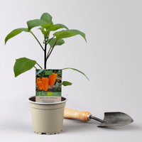 Bio Snackpaprika 'Snackor Orange', Topf-Ø 12 cm, 3 Pflanzen Bio Snackpaprika 'Snackor Orange', Topf-Ø 12 cm, 3 Pflanzen