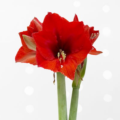 Amaryllis in Wachs, Dekor 'Red Joy', Farbe zufällig, Blüte rot, 2 Pflanzen