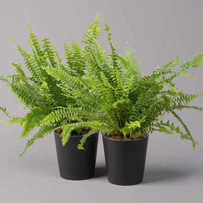 Schwertfarn 'Green Lady' in Keramiktopf Dallas anthrazit, Topf-Ø12cm, 2er-Set Schwertfarn 'Green Lady' in Keramiktopf Dallas anthrazit, Topf-Ø12cm, 2er-Set