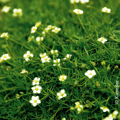 Bio Sternmoos 'Irish Moos', weiß, Topf-Ø 12 cm, 3 Pflanzen