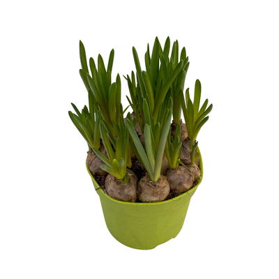 Traubenhyazinthe 'Mix',blau und weiß, vorgetrieben, Topf-Ø 10,5 cm, 6 Pflanzen