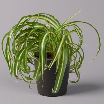 Grünlilie 'Bonnie' mit Keramiktopf anthrazit, Topf-Ø 12 cm, 2er-Set