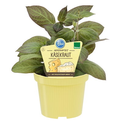 Blu Bio Käsekraut, Topf-Ø 12 cm, 6er Set Blu Bio Käsekraut, Topf-Ø 12 cm, 6er Set