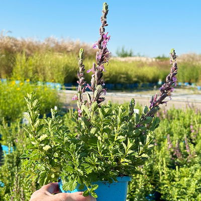 Edel-Gamander purpurrosa, Topf 11x11 cm, 3 Pflanzen