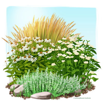 Stauden-Set, 12 Pflanzen für 2 m², weiß-grün