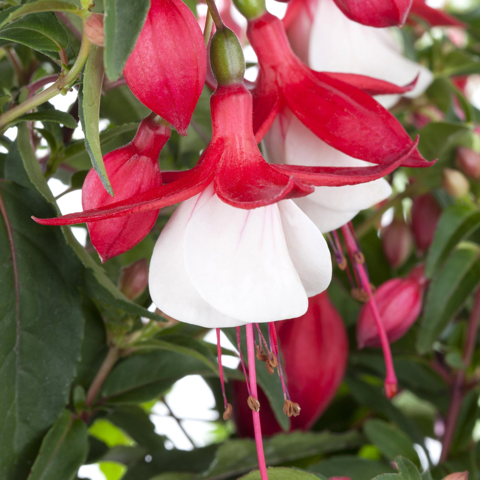 Pflanzenkreation Schatten-Leuchten, groß, 12 Pflanzen inkl. Erde und Dünger