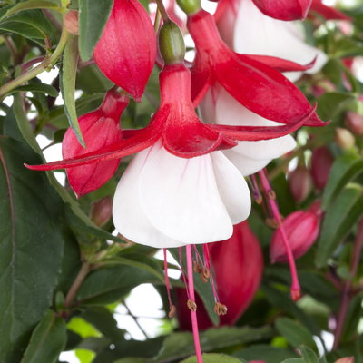Pflanzenkreation Schatten-Leuchten, groß, 12 Pflanzen inkl. Erde und Dünger