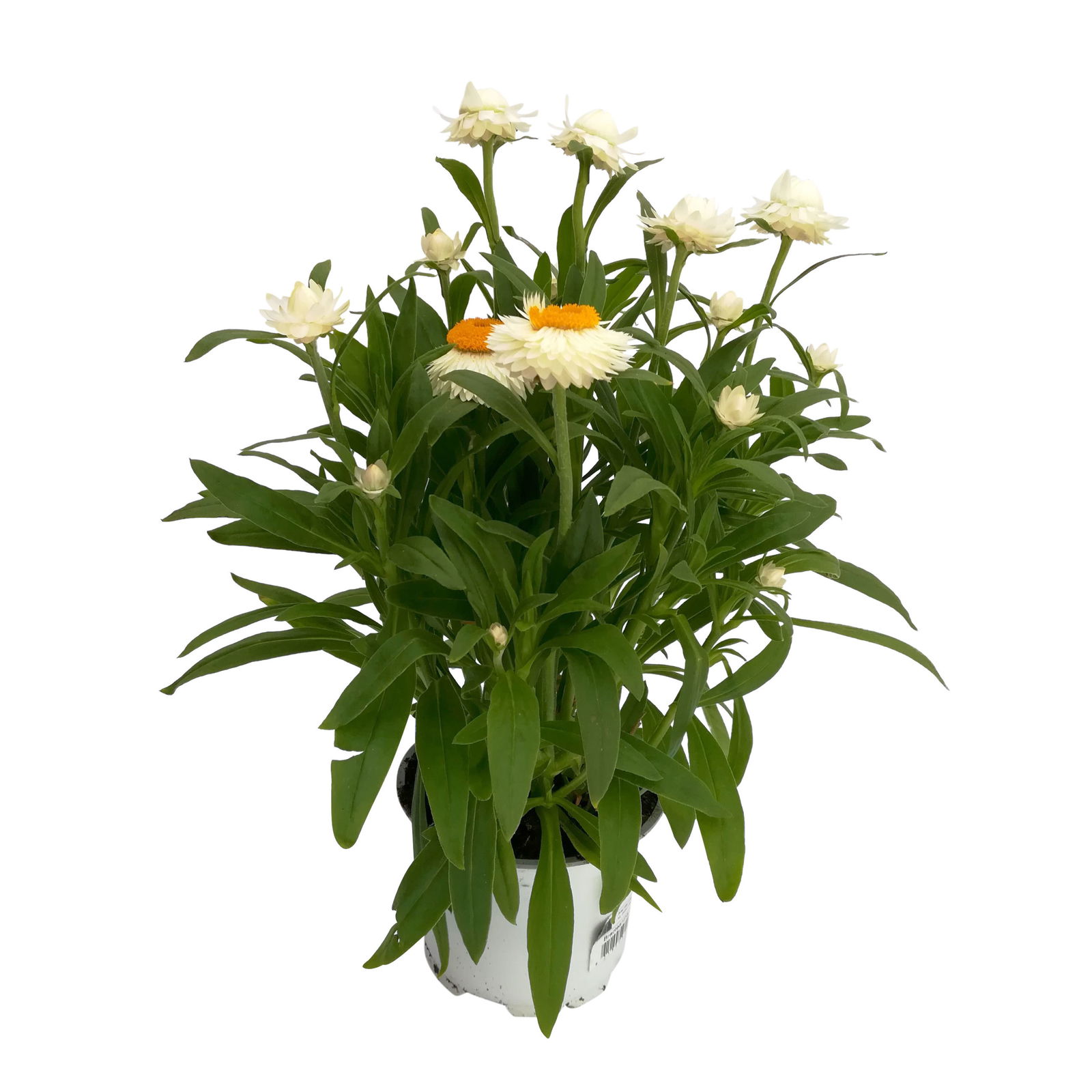 Strohblume weiß, Topf- Ø 12 cm, 6 Stück