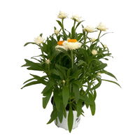 Strohblume weiß, Topf- Ø 12 cm, 6 Stück