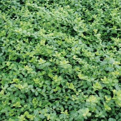 Euonymus fortunei 'Minimus', Topf-Ø 9 cm, 12er-Set Euonymus fortunei 'Minimus', Topf-Ø 9 cm, 12er-Set