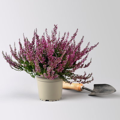 Knospenheide, lila, Topf-Ø 12 cm, 6 Pflanzen Knospenheide, lila, Topf-Ø 12 cm, 6 Pflanzen