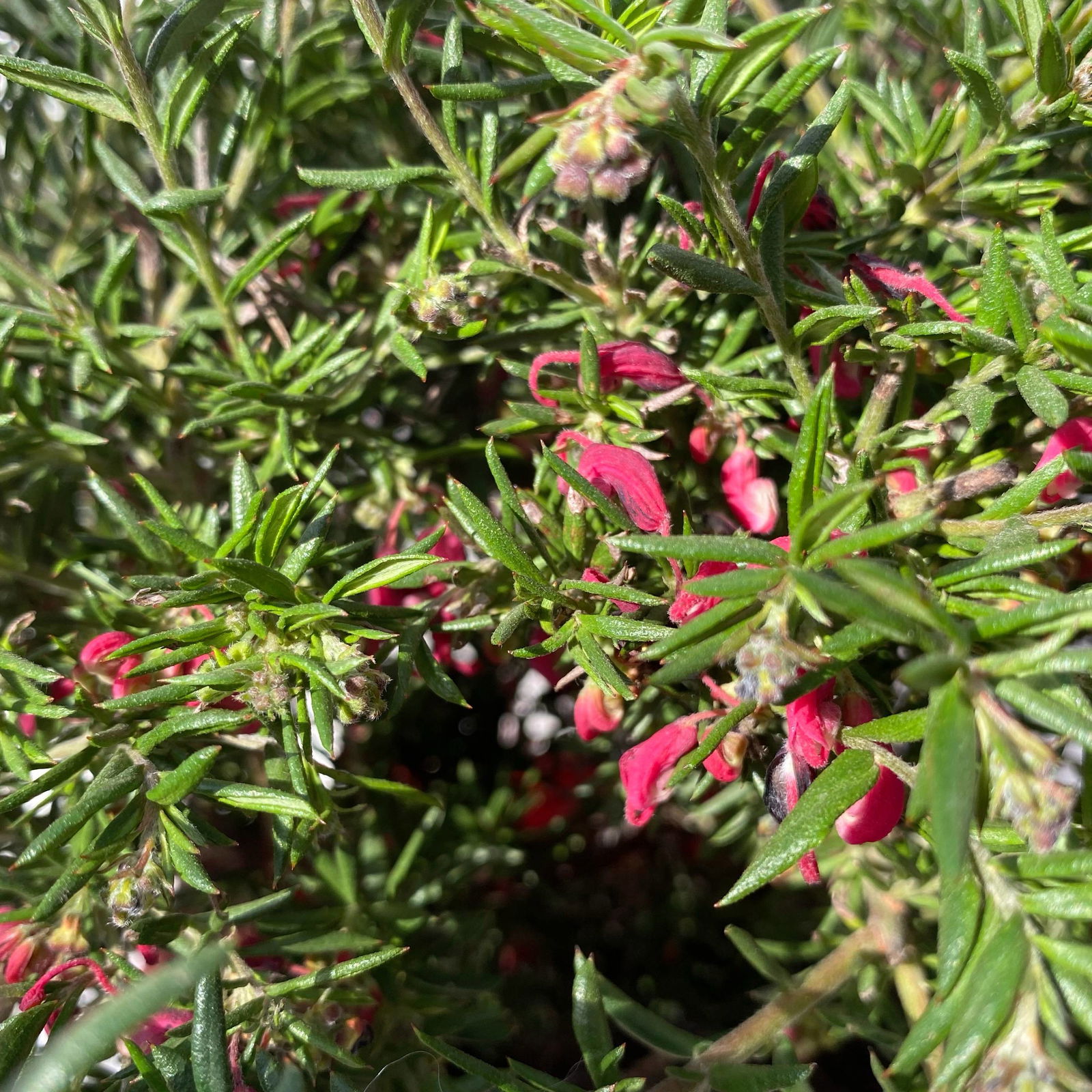 Grevillea Hybride 'Poorinda Rondeau' rosa-weiß, Topf-Ø 19 cm,  Höhe ca. 35 cm