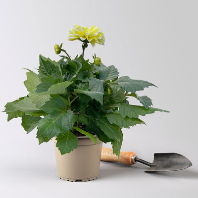 Dahlie, Farbe zufällig, Topf-Ø 14 cm, 4 Pflanzen