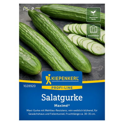 Saatgut Salatgurke 'Maximé'