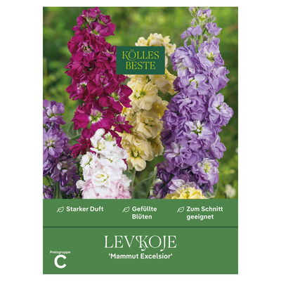 Kölles Beste Blumensamen, Levkoje 'Mammut Excelsior'