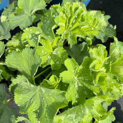 Frauenmantel, gelb-grün, Topf 3 Liter Frauenmantel, gelb-grün, Topf 3 Liter