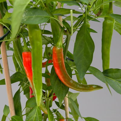 Chilipflanzen 'Pick-&-Joy® Hot Chili Red', Topf-Ø 14 cm, 2 Pflanzen