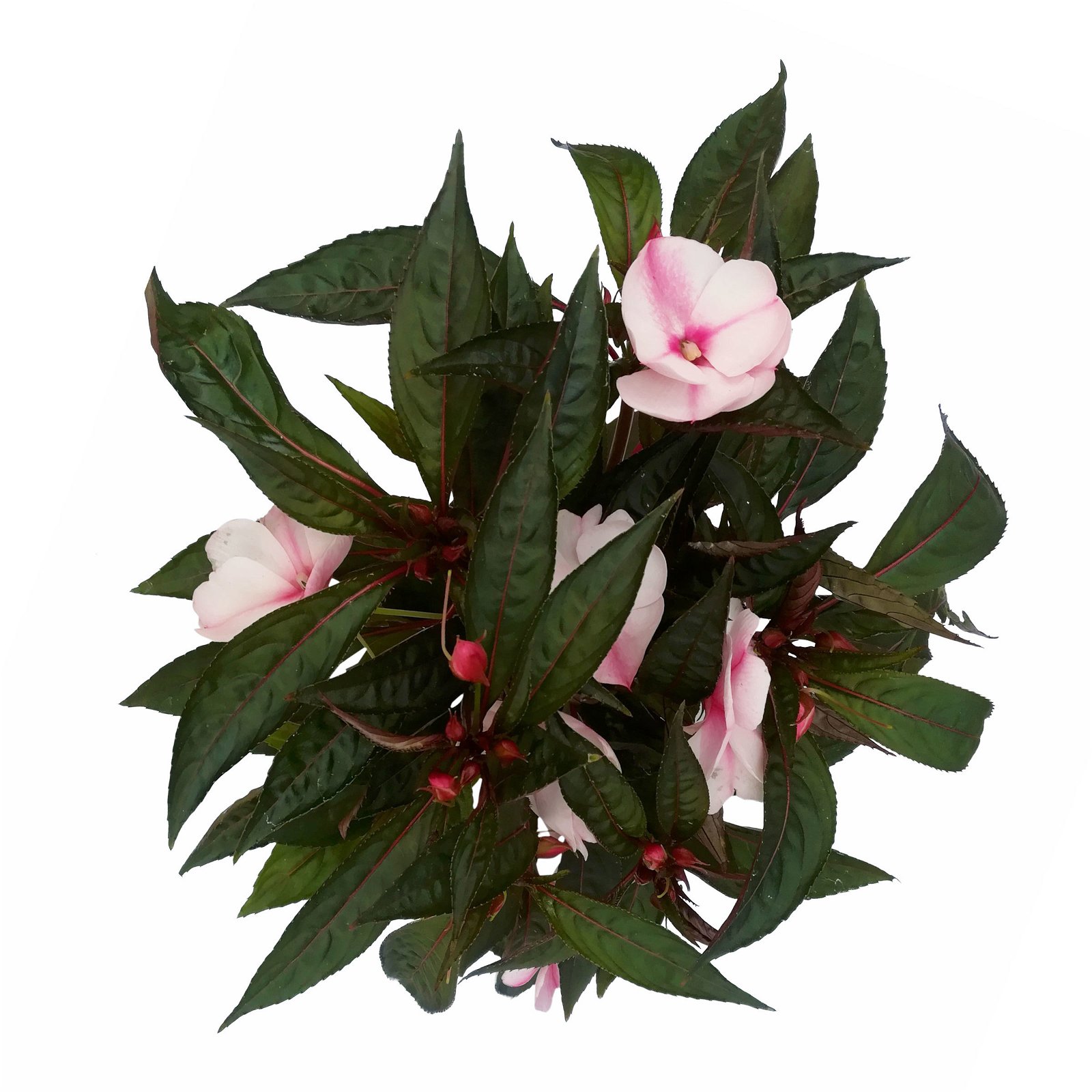 Edellieschen, weiß-rosa, Topf-Ø 12 cm, 6er-Set