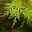 Fächerahorn 'Emerald Lace', Höhe 60-80 cm, Topf 10 Liter