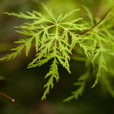Fächerahorn 'Emerald Lace', Höhe 60-80 cm, Topf 10 Liter Fächerahorn 'Emerald Lace', Höhe 60-80 cm, Topf 10 Liter