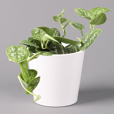 Scindapsus pictus 'Argyraeus' in Keramitopf Dallas weiß, Topf-Ø 12 cm
