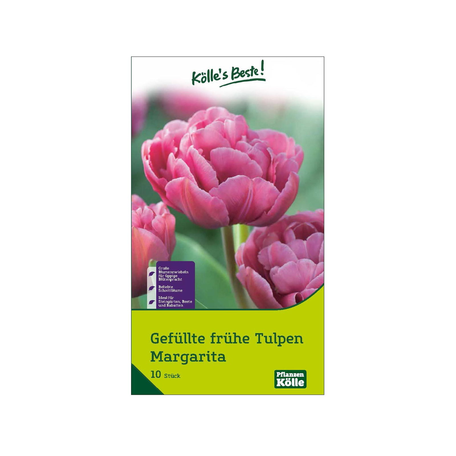 gefüllte Tulpen 'Margarita', violett, Größe 11/12, 10 Blumenzwiebeln