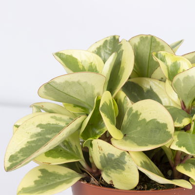 Peperomia, verschiedene Arten nach Verfügbarkeit, Topf-Ø 12 cm, Höhe ca. 20 cm