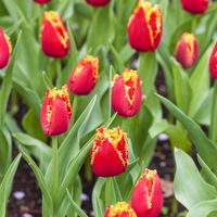 Tulpe zweifarbig, vorgetrieben, Topf-Ø 15 cm, 3 Pflanzen