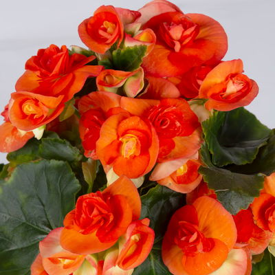 Elatior-Begonie, gelb & orange, Topf-Ø 14 cm, Höhe ca. 20-27 cm, 4 Pflanzen Elatior-Begonie, gelb & orange, Topf-Ø 14 cm, Höhe ca. 20-27 cm, 4 Pflanzen