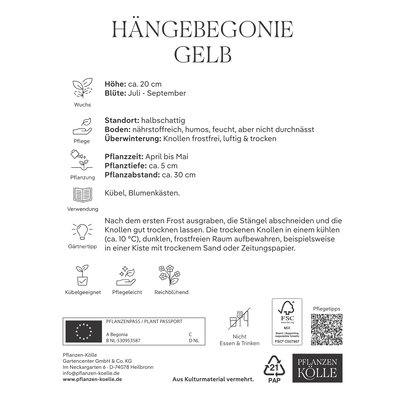 Kölles Beste Hängebegonie gelb, 3 Blumenknollen