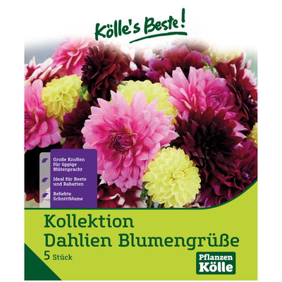 Dahlien 'Blumengrüße', 5 Blumenknollen Dahlien 'Blumengrüße', 5 Blumenknollen