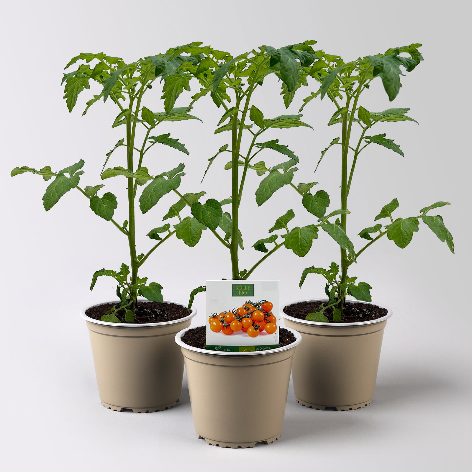 Bio Cherrytomate 'Honeycomb', Topf-Ø 12 cm, 3 Pflanzen Bio Cherrytomate 'Honeycomb', Topf-Ø 12 cm, 3 Pflanzen