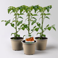 Bio Cherrytomate 'Honeycomb', Topf-Ø 12 cm, 3 Pflanzen Bio Cherrytomate 'Honeycomb', Topf-Ø 12 cm, 3 Pflanzen