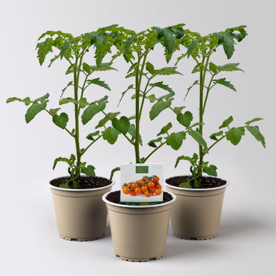 Bio Cherrytomate 'Honeycomb', Topf-Ø 12 cm, 3 Pflanzen Bio Cherrytomate 'Honeycomb', Topf-Ø 12 cm, 3 Pflanzen