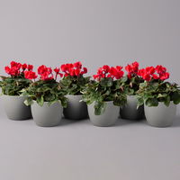 Alpenveilchen, Farbe zufällig, Topf-Ø 10,5 cm, Höhe ca. 23 cm, 6er-Set