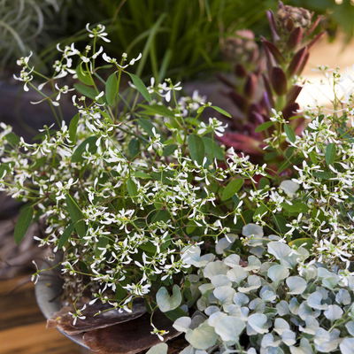 Zauberschnee™ 'Diamond Frost™' weiß, Topf-Ø 12 cm, 6er-Set