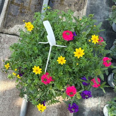 Blumenampel TrioMio™ 'Tweety Funk', blau-pink-gelb, Ampeltopf-Ø ca. 27 cm