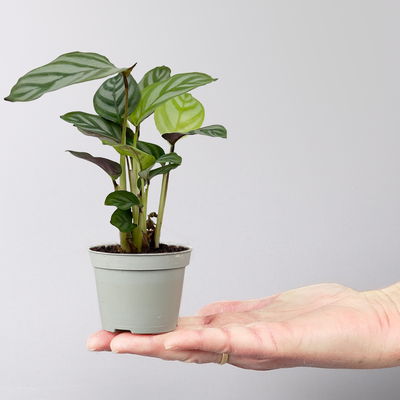 Calathea Mini Mix zufällig, Topf-Ø 7 cm, Höhe ca. 10-15 cm, 8 Pflanzen Calathea Mini Mix zufällig, Topf-Ø 7 cm, Höhe ca. 10-15 cm, 8 Pflanzen