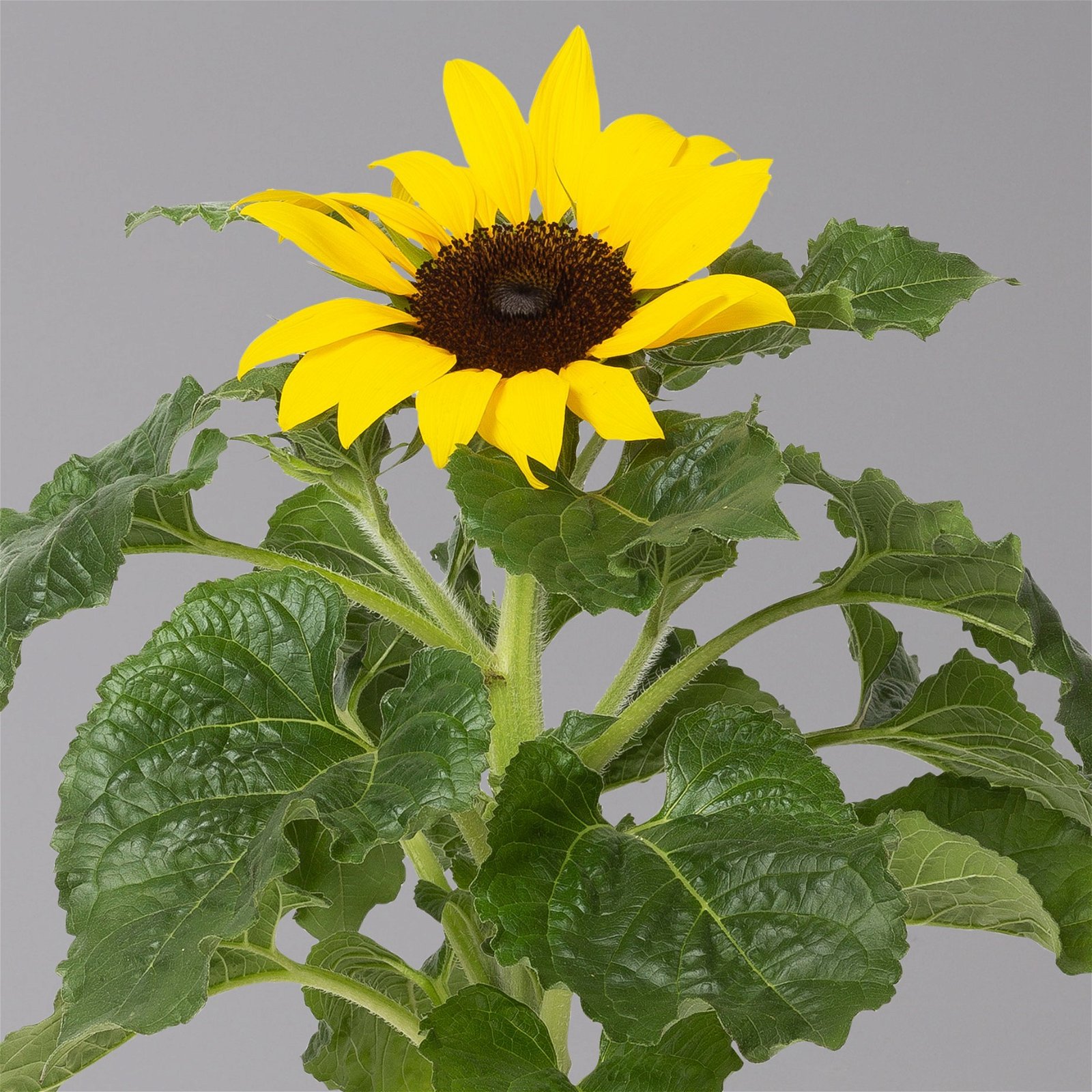 Sonnenblume 'Sunsation'® gelb, Topf-Ø 12/13 cm, 6er-Set